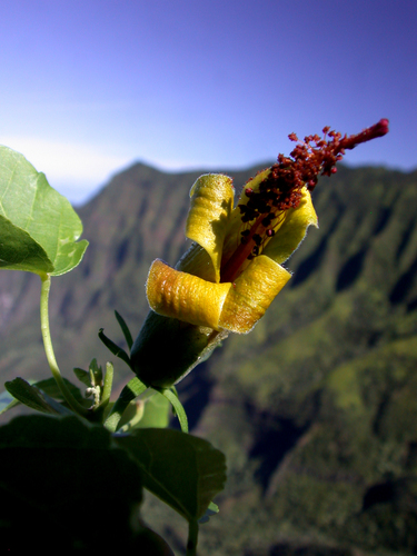 Hibiscadelphus woodii