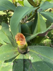 Costus laevis image