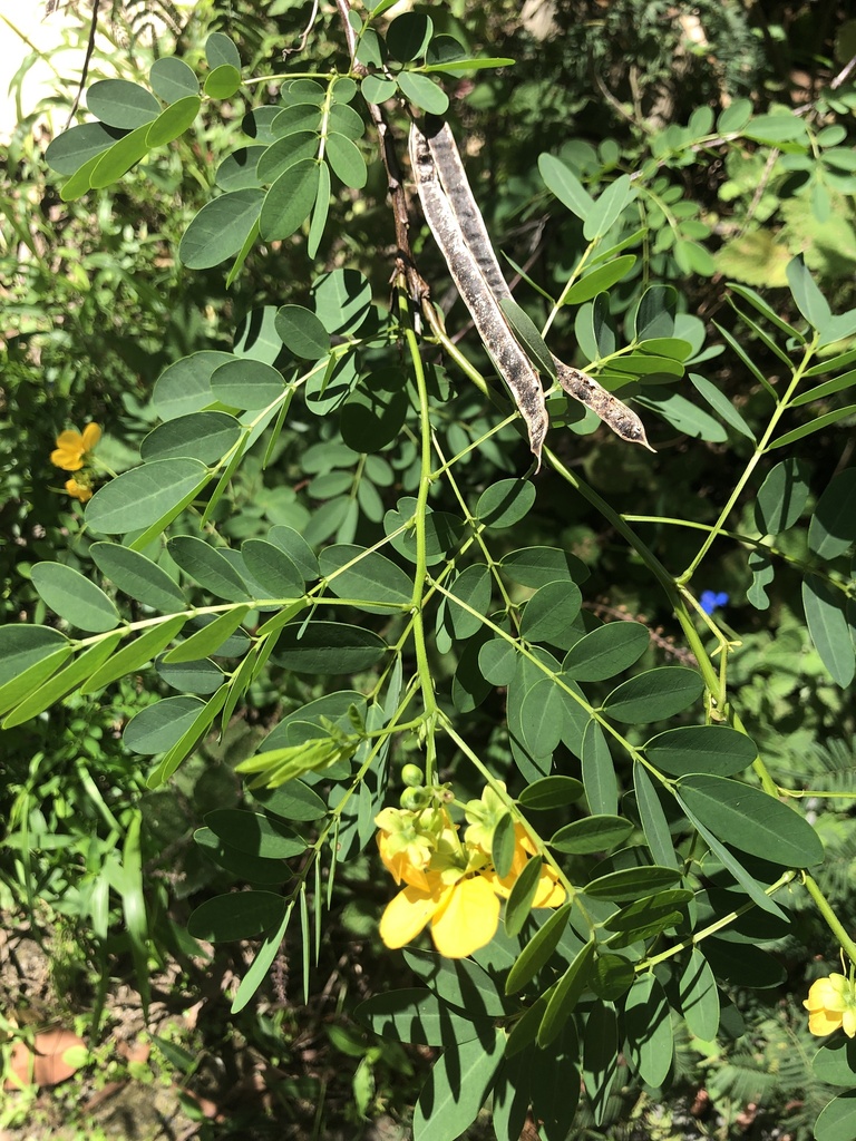 rainforest-cassia-from-north-coast-regional-botanic-gardens-coffs