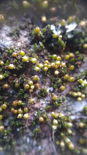Image of Orthotrichum stellatum by (c) Scarlett S., some rights reserved (CC BY)