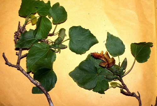 Hibiscadelphus woodii