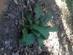 Calanthe