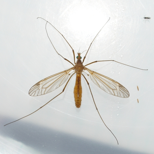 Tipula morrisoni