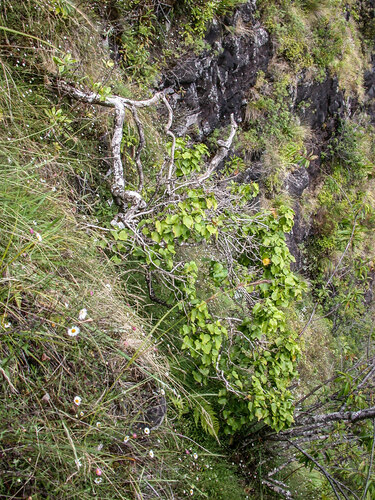 Hibiscadelphus woodii