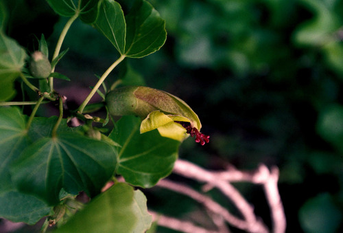 Hibiscadelphus woodii