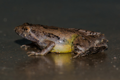 Microhyla berdmorei