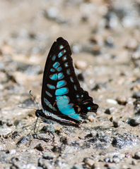 Graphium eurypylus