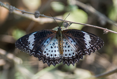 Cethosia cyane