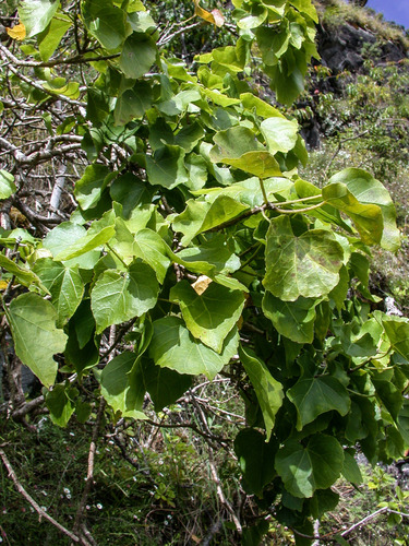 Hibiscadelphus woodii