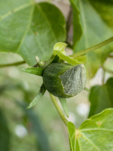 Hibiscadelphus woodii
