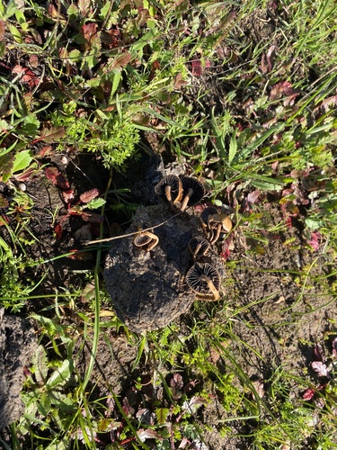 iNaturalist observation photo of Common Gilled Mushrooms and Allies