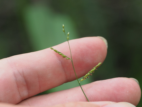 Urochloa reptans observed 2023-03-18