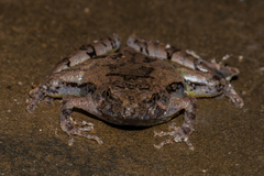 Microhyla berdmorei