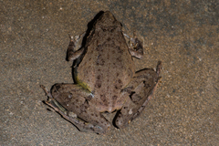Microhyla berdmorei