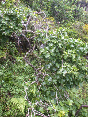 Hibiscadelphus woodii