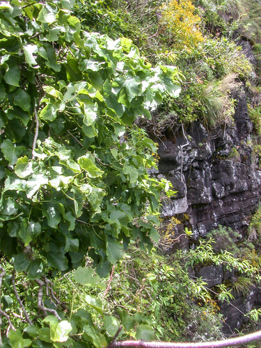 Hibiscadelphus woodii