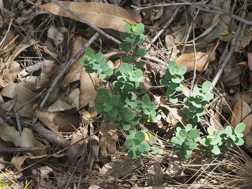 Wikstroemia uva-ursi, photograph 4