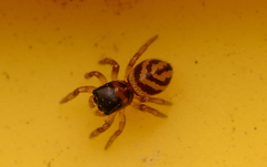 Chalcoscirtus diminutus