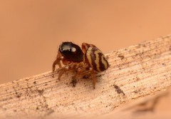 Chalcoscirtus diminutus