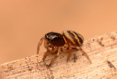 Chalcoscirtus diminutus