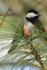 Mexican Chickadee photo 3