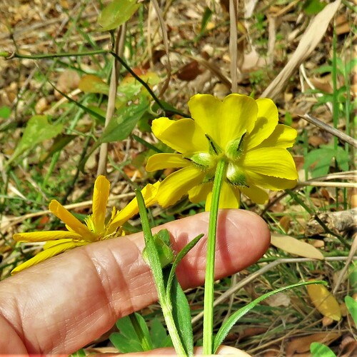 Image of Ranunculus macranthus by (c) Annika Lindqvist, some rights reserved (CC BY)
