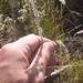 Digitaria californica californica - Photo (c) russellm08, osa oikeuksista pidätetään (CC BY-NC-ND), lähettänyt russellm08