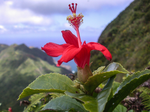 Hibiscus kokio