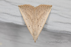 Macrochilo louisiana