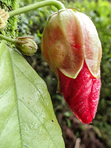 Hibiscus kokio