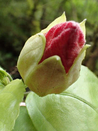 Hibiscus kokio