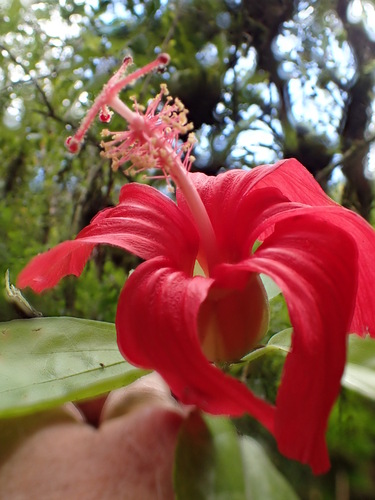Hibiscus kokio