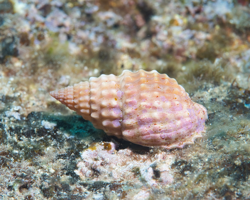 Nassarius papillosus observed 2023-03-18