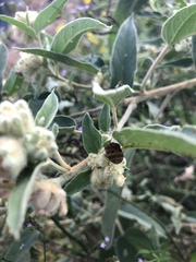 Orsilochides stictica