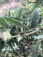 Orsilochides stictica
