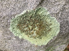 Xanthoparmelia stenophylla