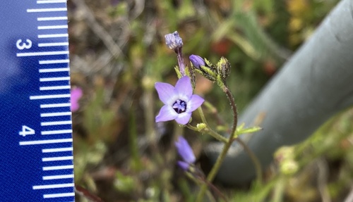 Little gilia (Gilia minor)