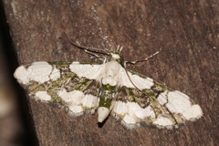 Eupithecia junctifascia