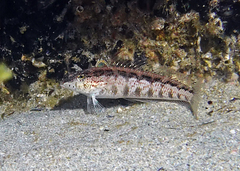Wavy Grubfish photo 4