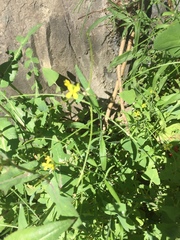 Sisymbrium orientale