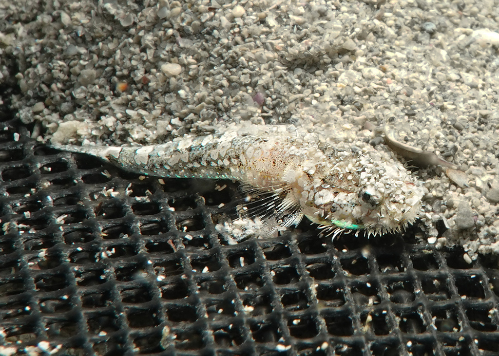 Barbel goby (Barbuligobius boehlkei) — Gobiidae