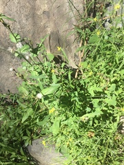 Sisymbrium orientale