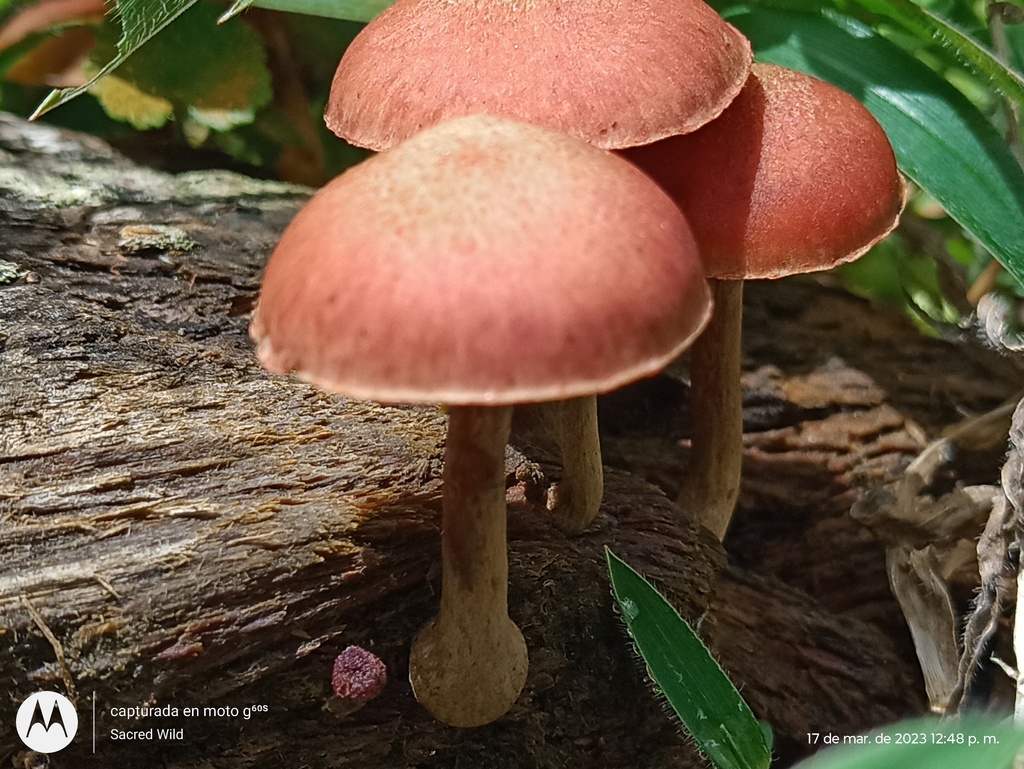 Gymnopilus luteofolius · March 2023 · photo: © mechas (iNaturalist, cc-by-sa)