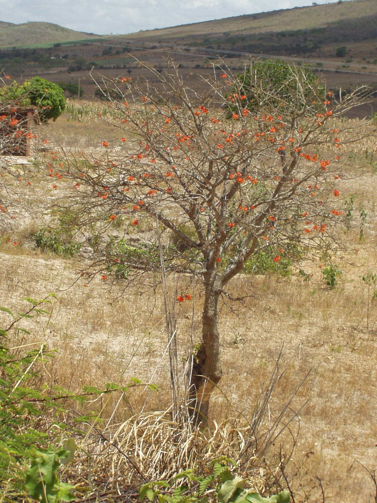 Erythrina velutina
