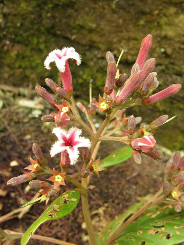 Cinchona lancifolia