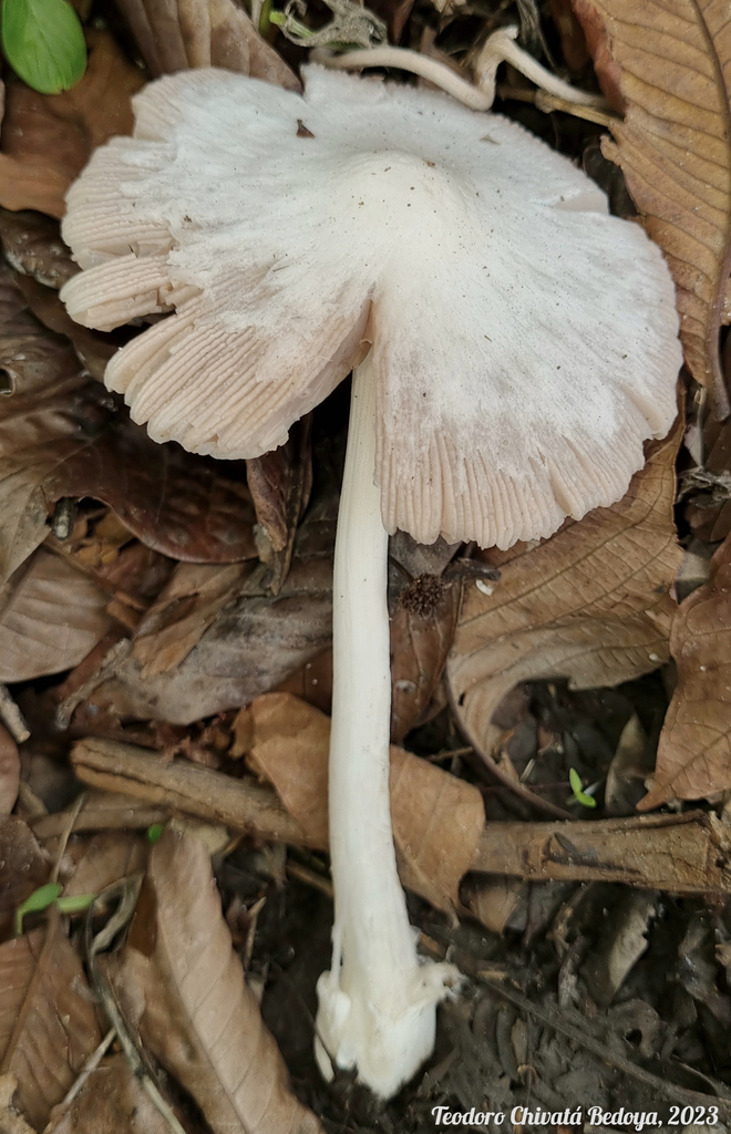 Volvopluteus earlei