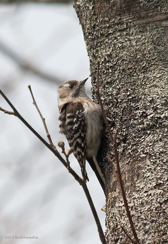 Japanese Pygmy Woodpecker