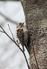 Japanese Pygmy Woodpecker photo 2