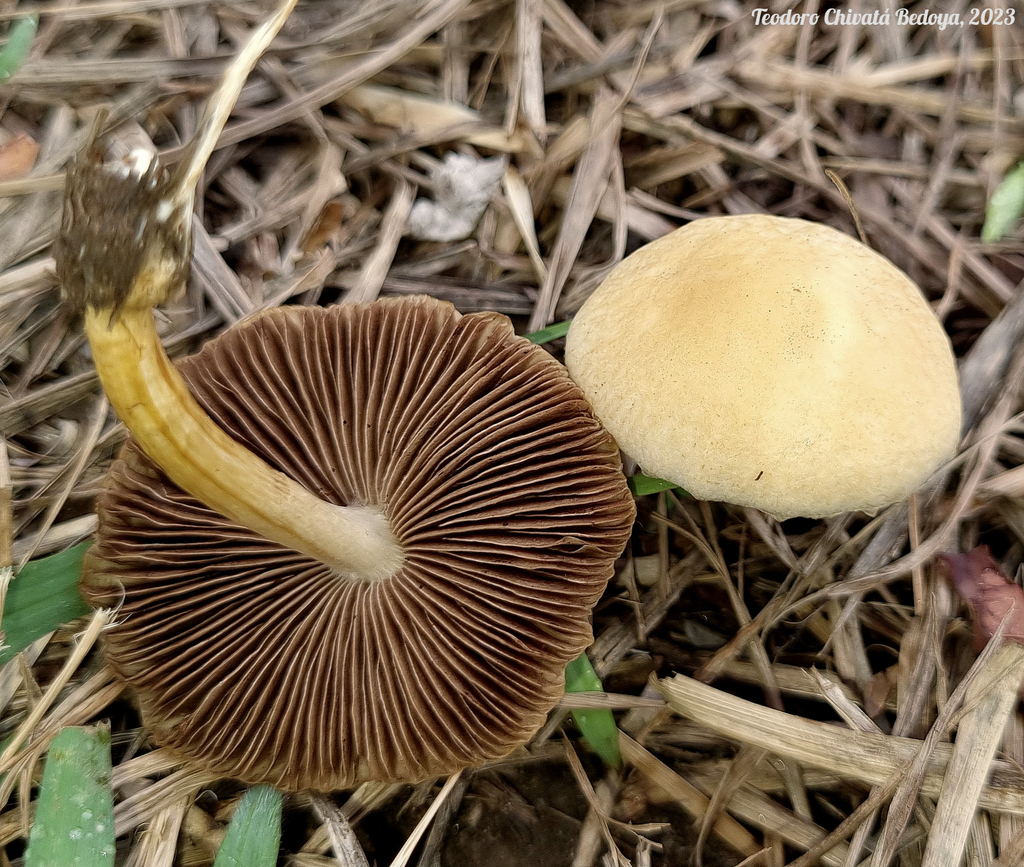Agrocybe retigera