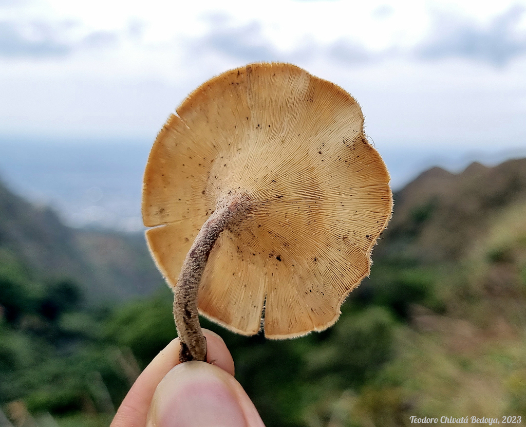 Lentinus crinitus · February 2023 · photo: © teodoro_chivatabedoya (iNaturalist, cc-by)